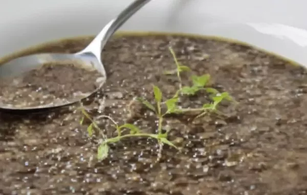 Authentisches Rezept für eine köstliche griechische Linsensuppe