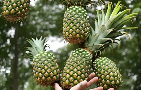 Erfrischender Ananas-Kokos-Buttermilch-Drink mit exotischem Geschmack