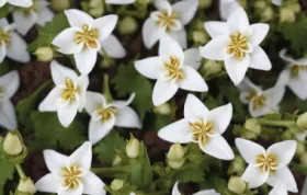 Hühnerbrust mit Feigen gefüllt - Exquisite Aromen vereint in einem Gericht