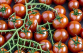 Scharfe Garnelen mit Tomaten - Ein exotischer Genuss